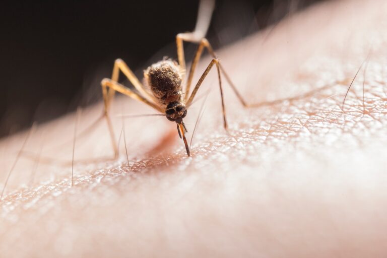 Four surprising ways to prevent mosquito bites